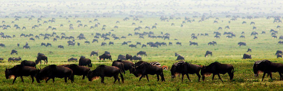 Serengeti Migration