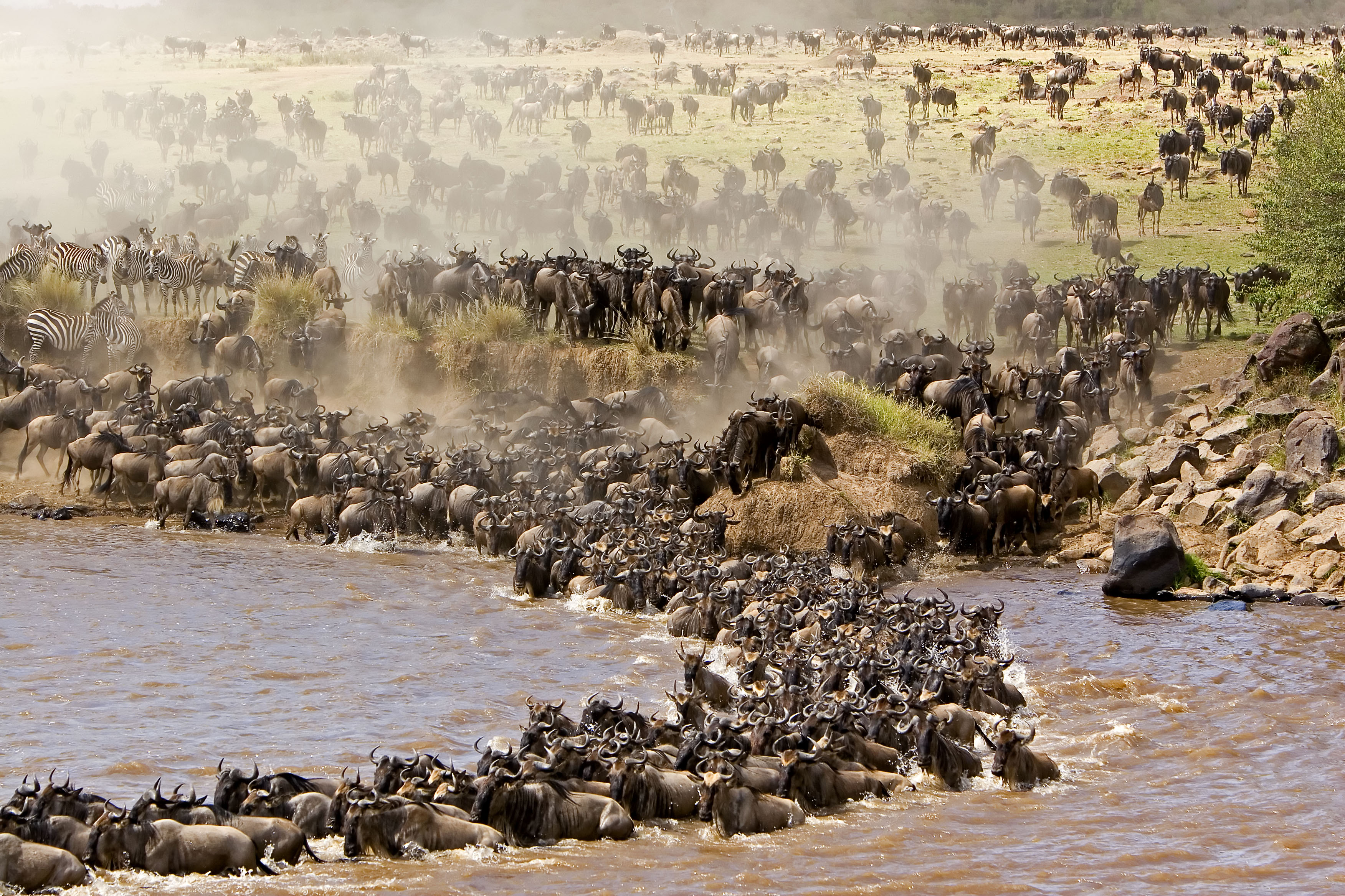 Wildebeest#