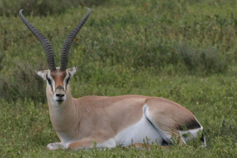 grants gazelle