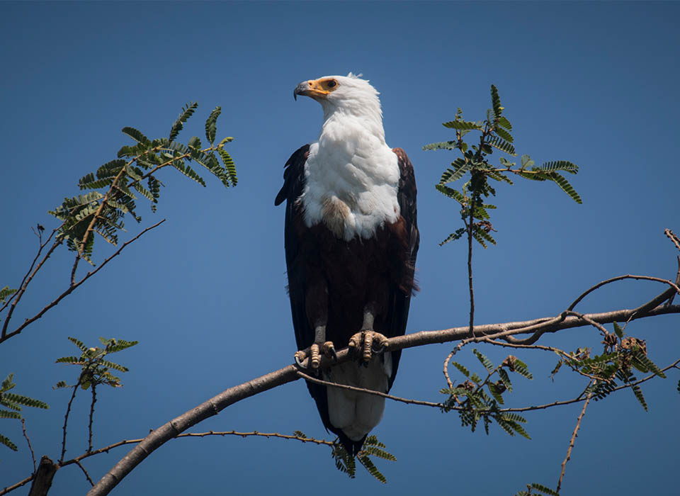 Rubondo Bird