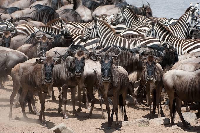 Wildebeest Migration Safari