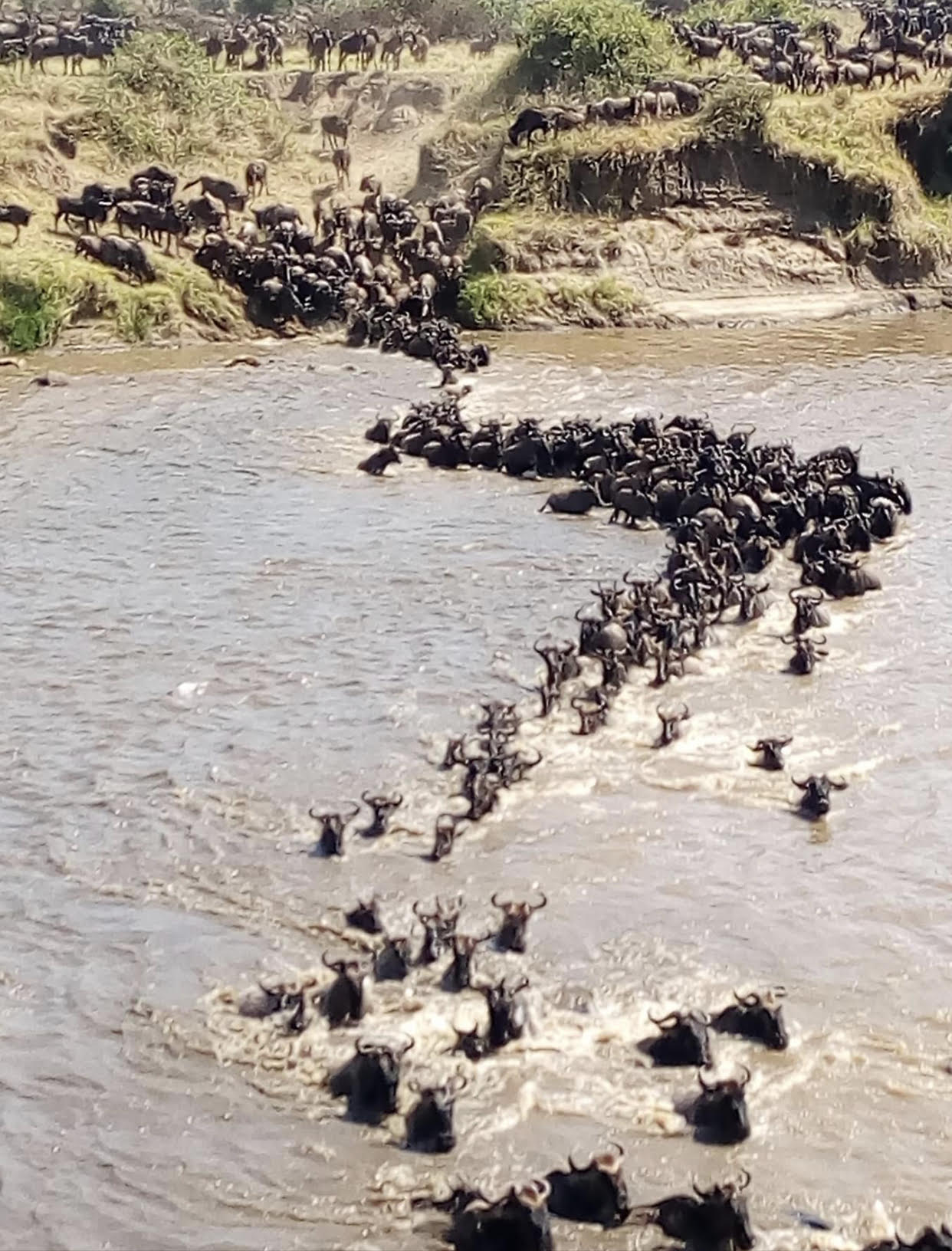 Wildebeest Migration Safari