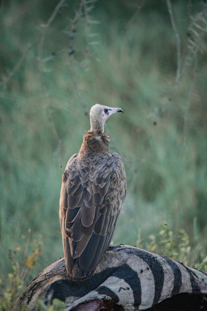 Northern Adventure | Adventure Specialist | Trip Specilaist | Safari Africa | Tanzania Safari | Northern Specialist Safari | Local Budget Safari | Private Family Safari | Culture Tour | Local Operator Safari