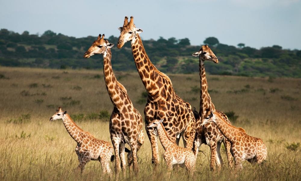 Northern Tanzania | Safari Specialist | Budget Safari Specialist