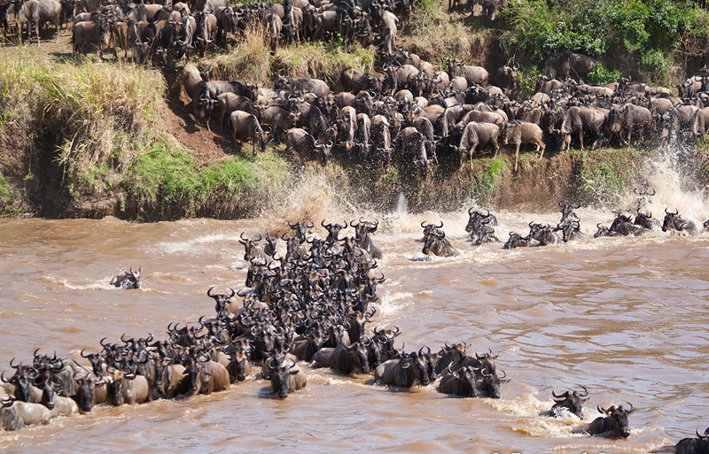 Africa Trip | Tanzania Trip Specialist | Budget Safari Specialist | Local Tour | Tanzania Tour Operator | Local Operator Tour | Culture Tour | Private Safari | Honeymoon Safari | Family Safari Specialist 