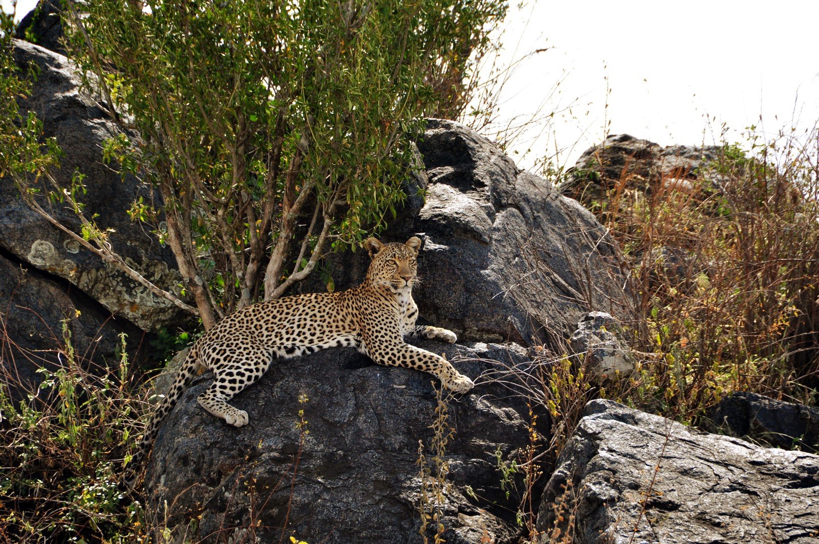 Safari specialist Tanzania | Local Tour Specialist | Africa Local  Tour | Budget Safari Trip | Group Safari Trip 